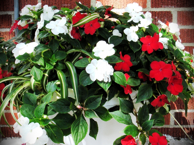 Our Flowers